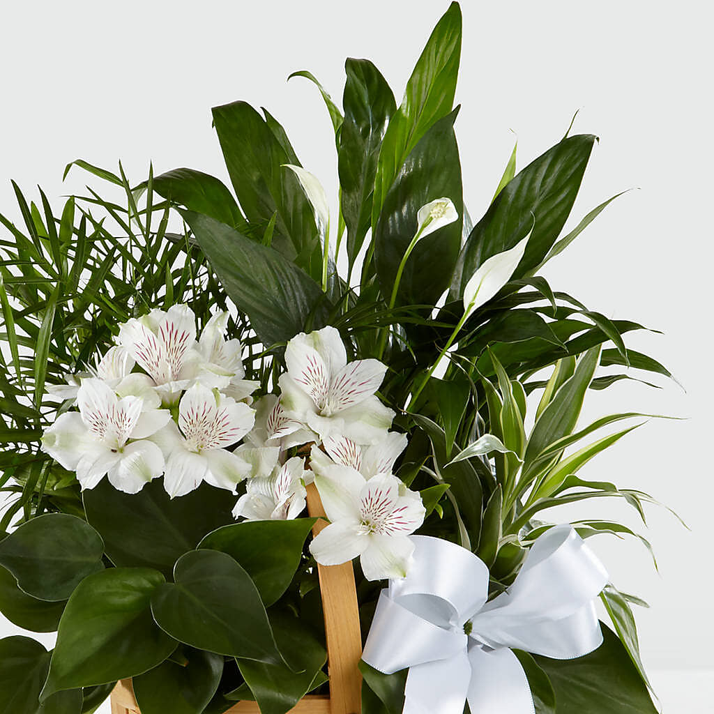 Peace & Serenity Dishgarden – MCKNIGHT'S FLOWERSHOPPE INC., Peterborough ON