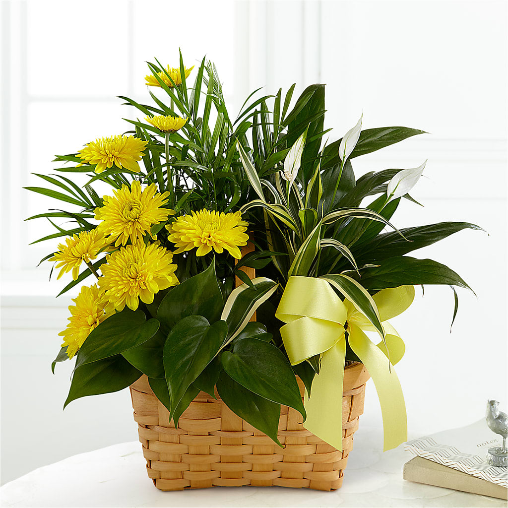 Loving Light Dishgarden – MCKNIGHT'S FLOWERSHOPPE INC., Peterborough ON