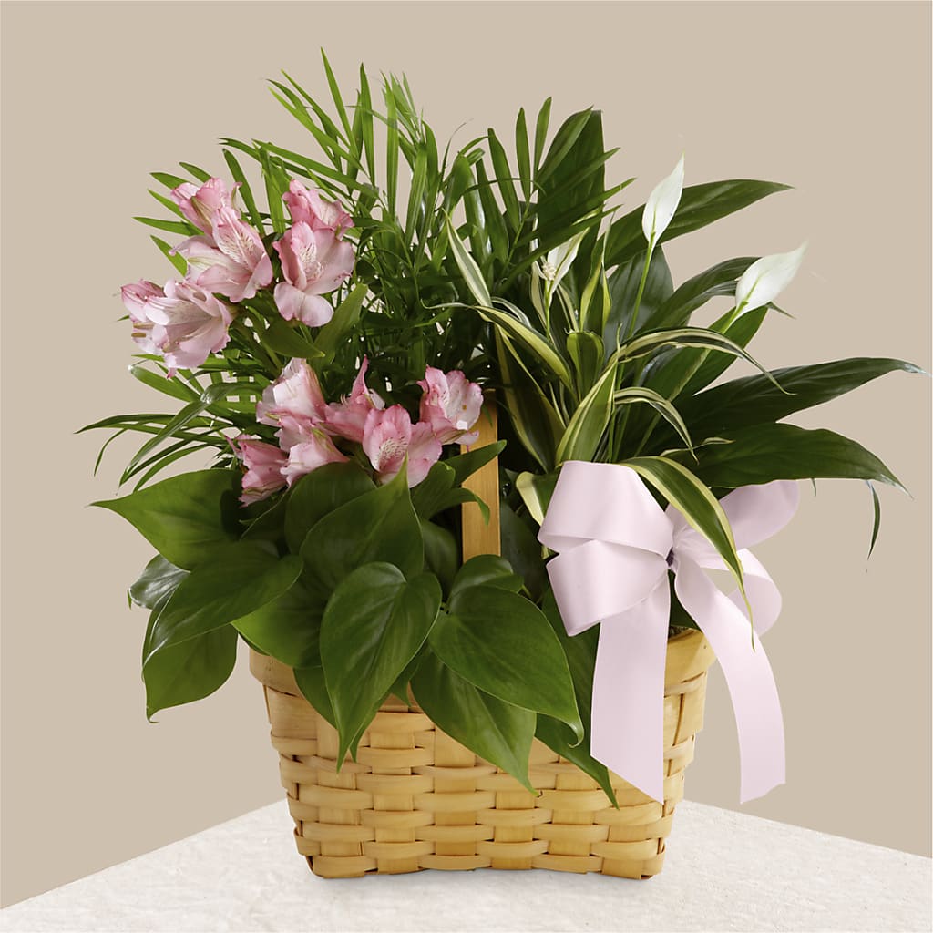 Living Spirit Dishgarden – MCKNIGHT'S FLOWERSHOPPE INC., Peterborough ON