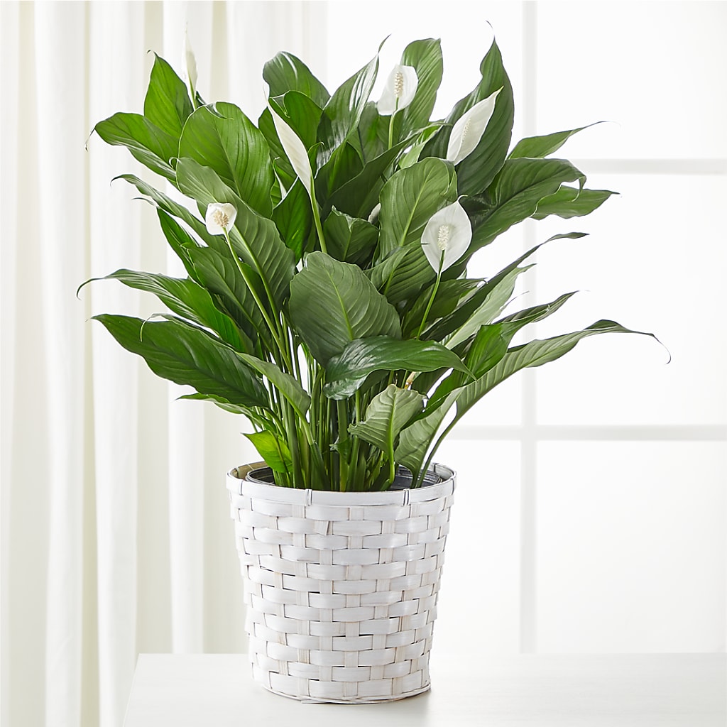 A New Leaf Peace Lily – MCKNIGHT'S FLOWERSHOPPE INC., Peterborough ON