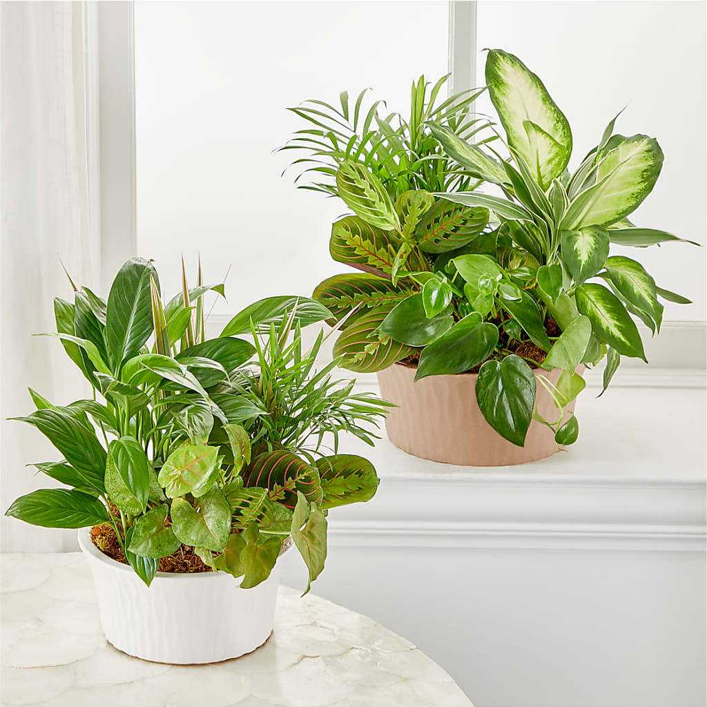 Balance & Harmony Dishgarden – MCKNIGHT'S FLOWERSHOPPE INC., Peterborough ON