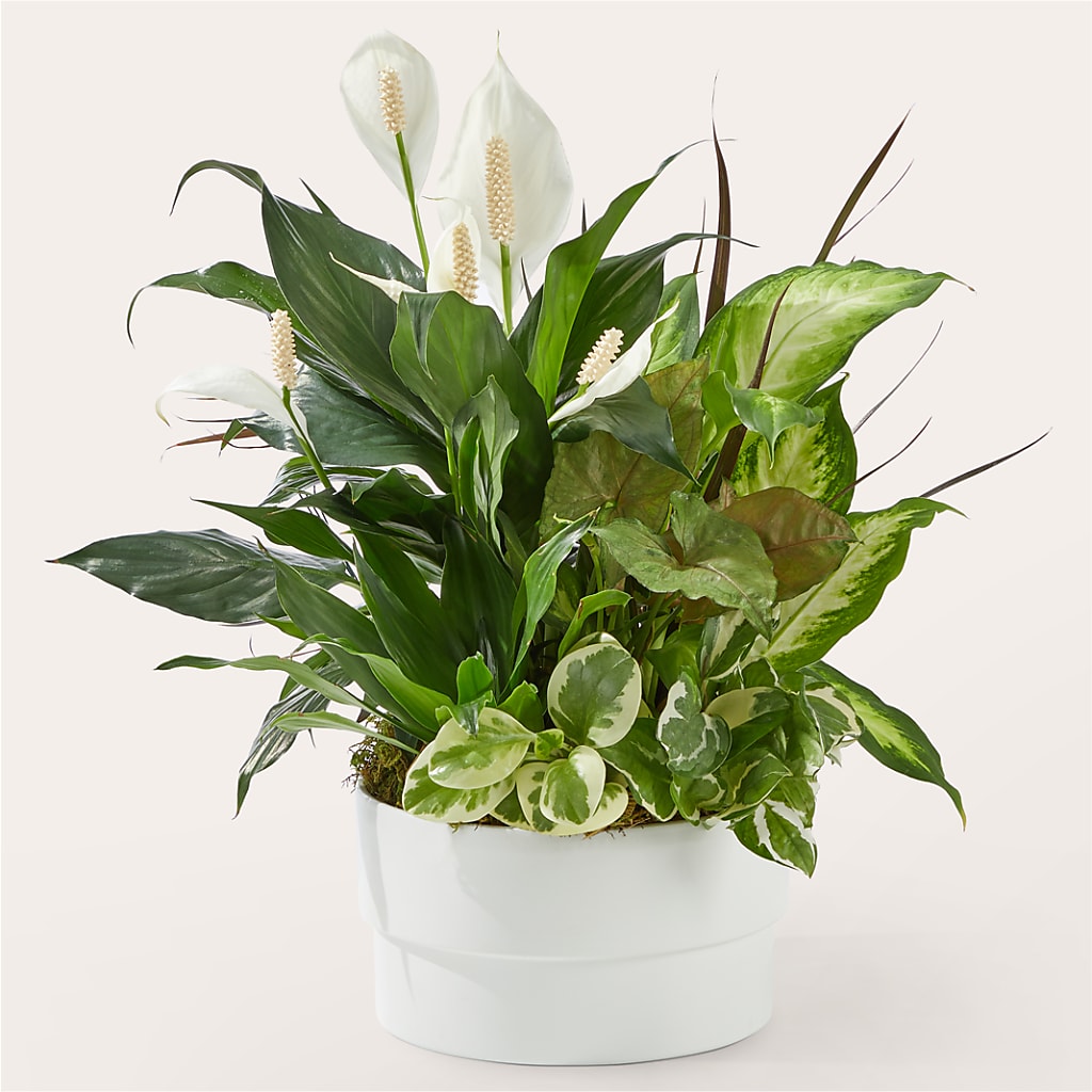 Radiating Positivity Dishgarden – MCKNIGHT'S FLOWERSHOPPE INC., Peterborough ON