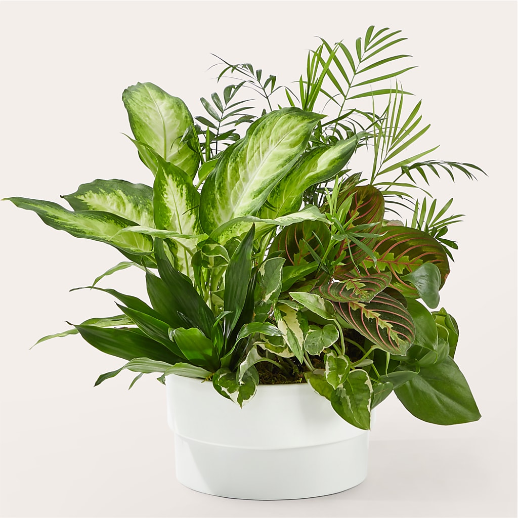 Radiating Positivity Dishgarden – MCKNIGHT'S FLOWERSHOPPE INC., Peterborough ON