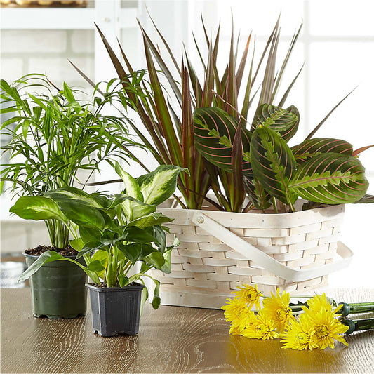 Florist Designed Blooming and Green Plants in a Basket – MCKNIGHT'S FLOWERSHOPPE INC., Peterborough ON