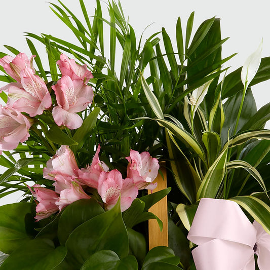 Living Spirit Dishgarden – MCKNIGHT'S FLOWERSHOPPE INC., Peterborough ON