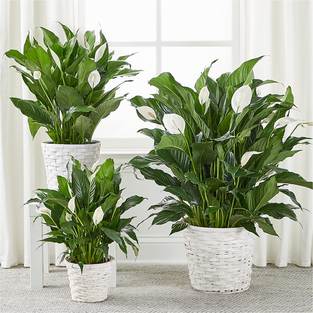 A New Leaf Peace Lily – MCKNIGHT'S FLOWERSHOPPE INC., Peterborough ON