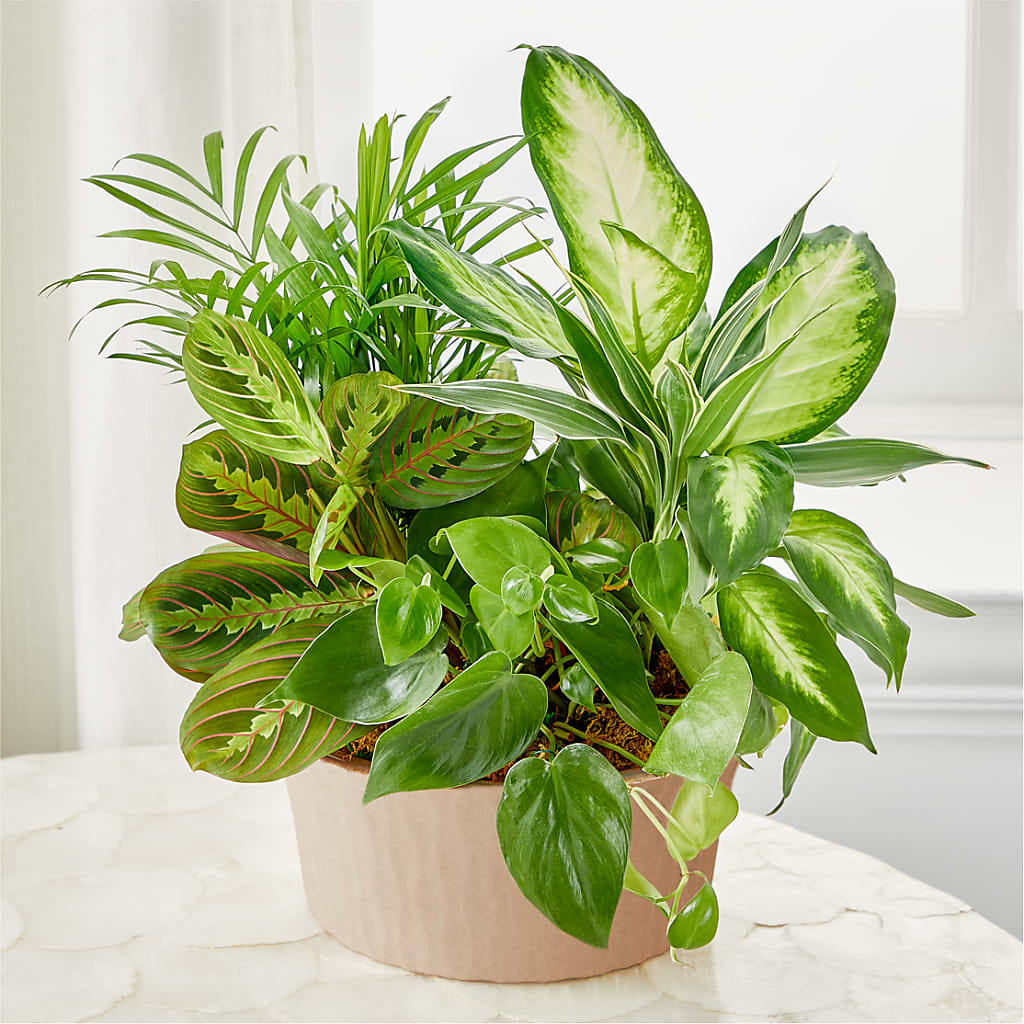 Balance & Harmony Dishgarden – MCKNIGHT'S FLOWERSHOPPE INC., Peterborough ON