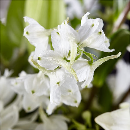 Classic Ivory – A Florist Original – MCKNIGHT'S FLOWERSHOPPE INC., Peterborough ON